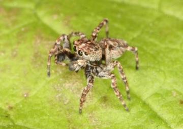 Sitticus pubescens Copyright: Peter Harvey