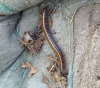Millipede Bkwdn. 31.08.22 Copyright: Peter Squire