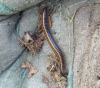 Millipede Bkwdn. 31.08.22