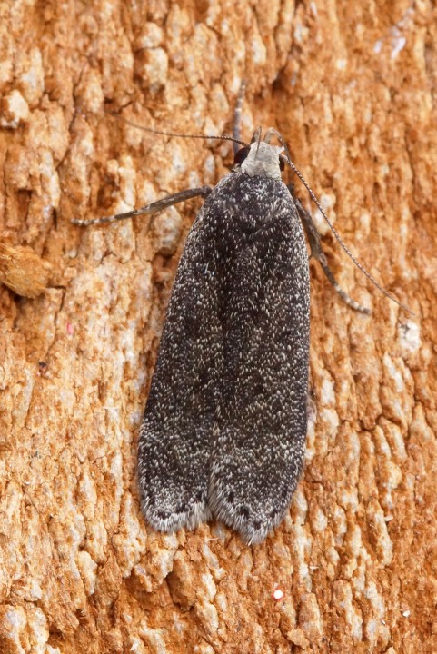 Anacampsis blattariella 1 Copyright: Ben Sale