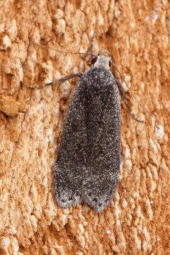 Anacampsis blattariella 1 Copyright: Ben Sale