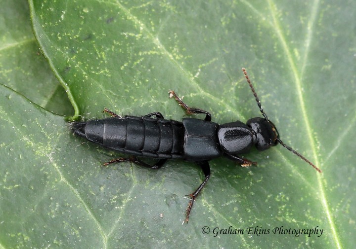 Ocypus olens (Devil's Coach Horse) Copyright: Graham Ekins