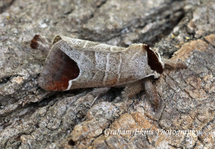 Clostera curtula  Chocolate Tip 4 Copyright: Graham Ekins