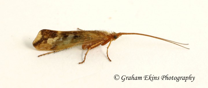 Limnephilus lunatus 3 Copyright: Graham Ekins