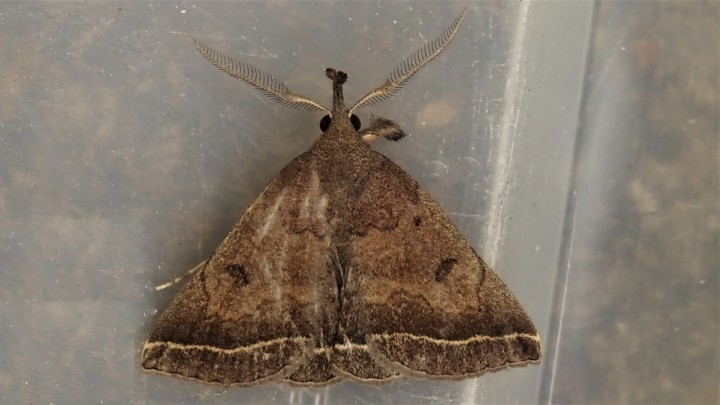 Plumed Fanfoot near Hainault Forest Copyright: Raymond Small