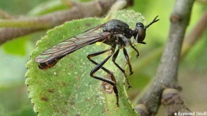 Robber Fly Copyright: Raymond Small