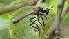 Robber Fly Copyright: Raymond Small