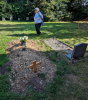 Wakes Colne Church Chalky Glacial Till 13 September 2024 