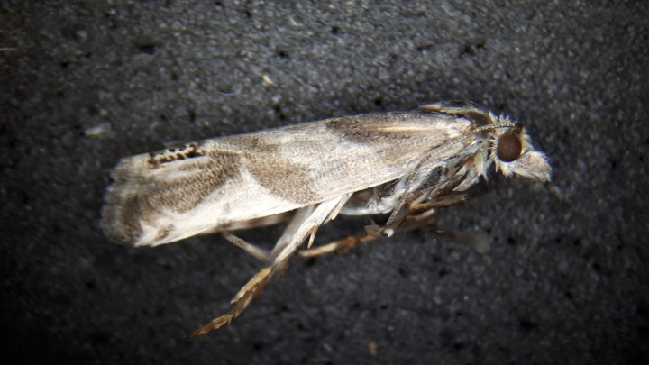 Eucosma pupillana Copyright: Adrian Knowles