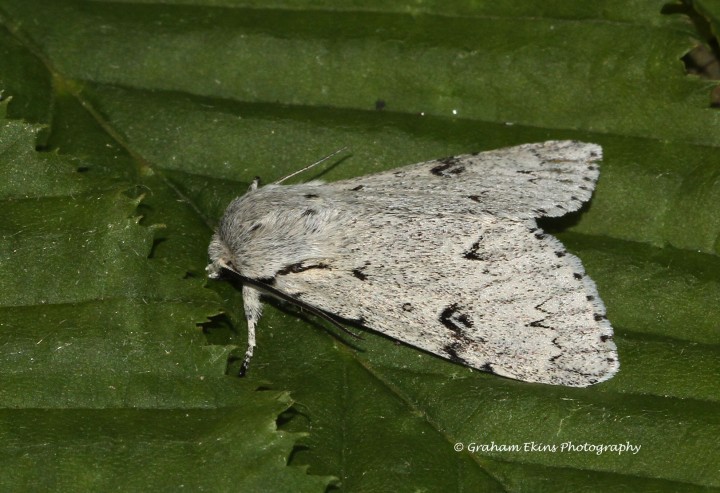 Acronicta leporina  Miller 6 Copyright: Graham Ekins