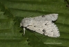 Acronicta leporina  Miller 6 Copyright: Graham Ekins