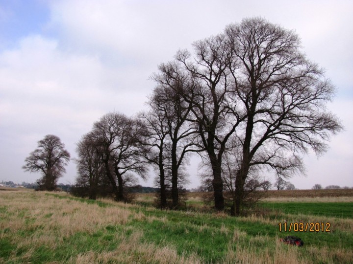 Dengie Elms Copyright: Graham Smith