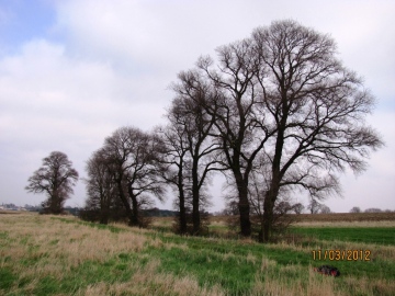 Dengie Elms Copyright: Graham Smith