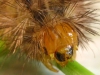 larva face 