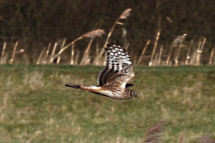 Hen Harrier 1 Copyright: Graham Smith