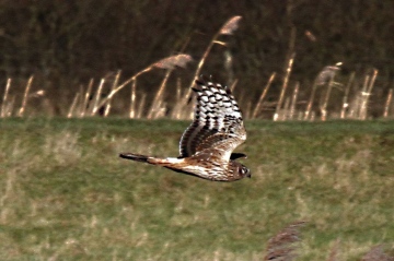 Hen Harrier 1 Copyright: Graham Smith