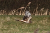 Hen Harrier 1 