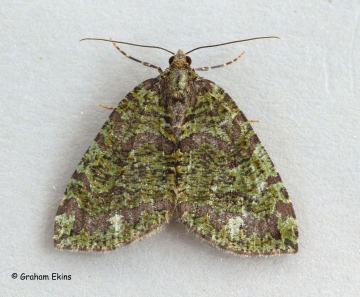 Hydriomena furcata  July Highflyer 1 Copyright: Graham Ekins