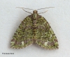 Hydriomena furcata  July Highflyer 1 Copyright: Graham Ekins