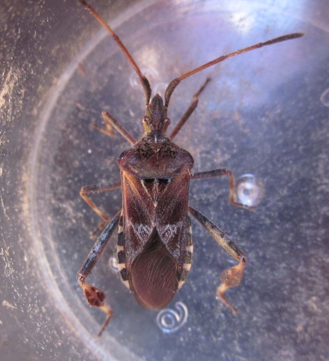 Western Conifer Seed Bug 2 Copyright: Clive Atkins