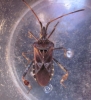 Western Conifer Seed Bug 2 Copyright: Clive Atkins