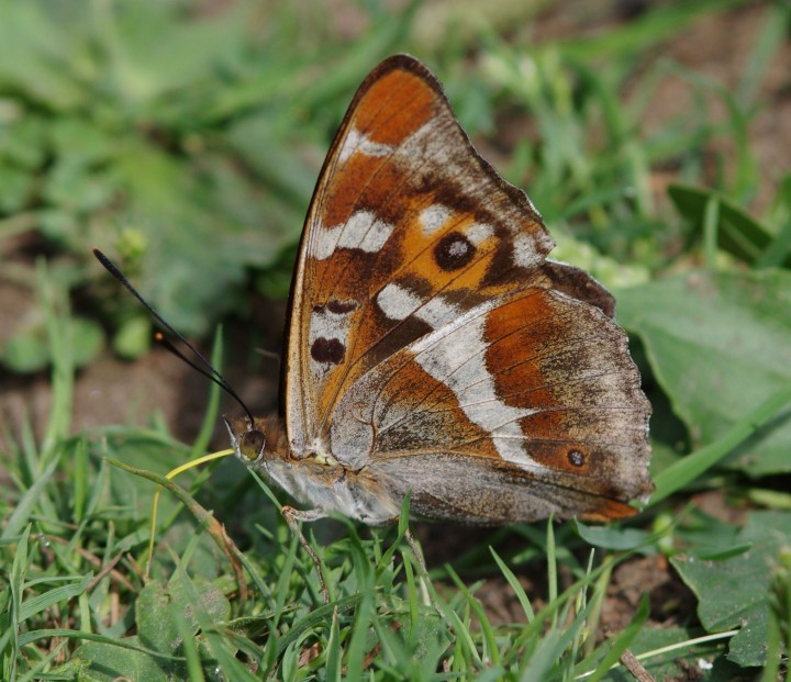 Purple Emperor2 Copyright: James Northfield