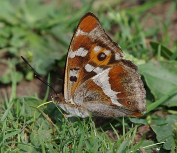 Purple Emperor2 Copyright: James Northfield