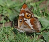 Purple Emperor2 Copyright: James Northfield