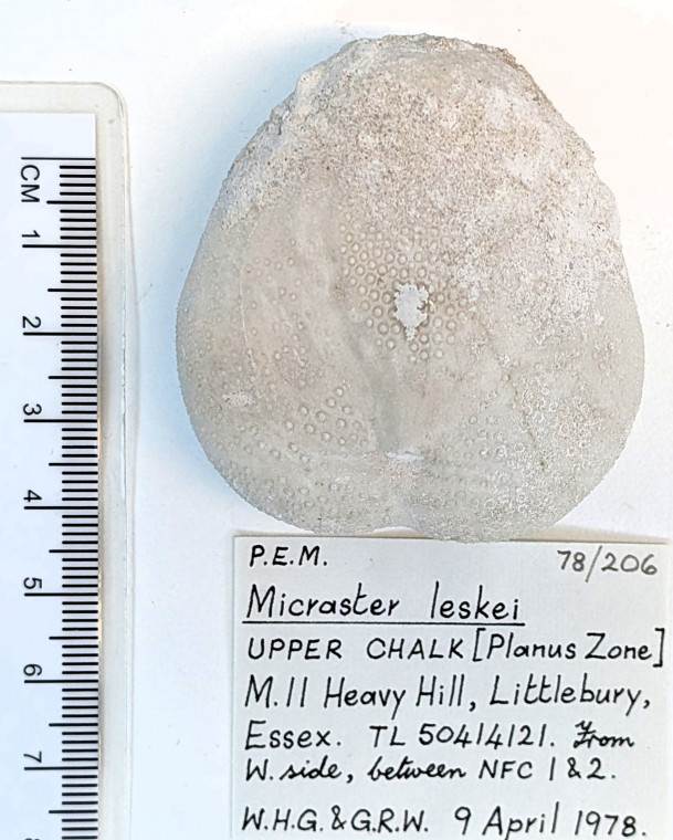 Echinoid Micraster leskei Littlebury Heavy Hill M11 1978 base Copyright: Essex Field Club