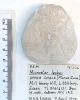 Echinoid Micraster leskei Littlebury Heavy Hill M11 1978 base