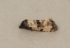 Cochylis atricapitana 3 