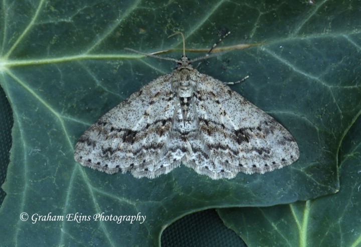 Engrailed Ectropis crepuscularia Copyright: Graham Ekins