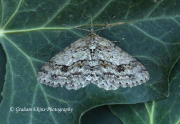 Engrailed Ectropis crepuscularia Copyright: Graham Ekins