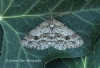 Engrailed Ectropis crepuscularia Copyright: Graham Ekins