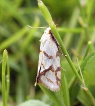 Agapeta hamana 3 Copyright: Ben Sale