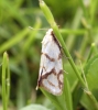 Agapeta hamana 3 Copyright: Ben Sale