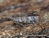 Dioryctria sylvestrella  3 Copyright: Graham Ekins