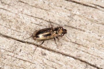 Notiophilus substriatus