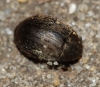 Byrrhus pilula 01