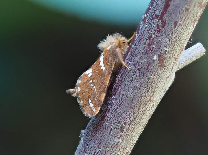 Gold Swift Copyright: Gavin Price