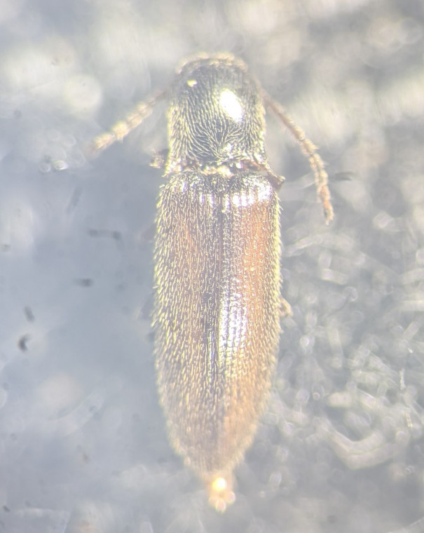 Agriotes pallidulus Copyright: Robert Smith