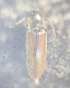 Agriotes pallidulus 