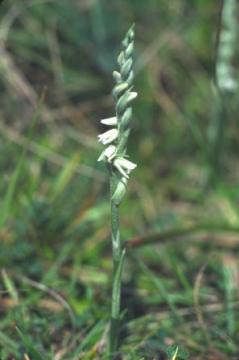 Spiranthes autumnalis Copyright: Peter Harvey