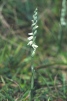 Spiranthes autumnalis 