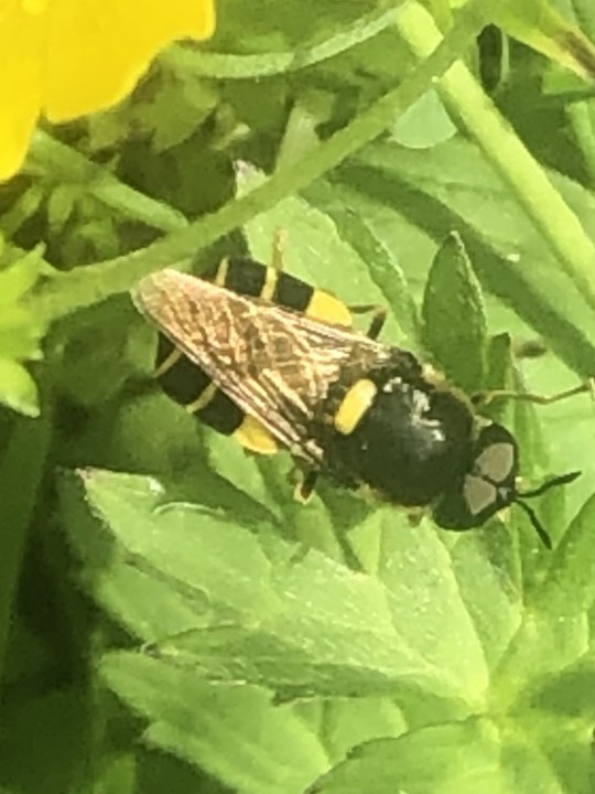 Banded General Soldier Fly 1 Copyright: Andrew Goodey