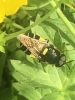 Banded General Soldier Fly 1 Copyright: Andrew Goodey