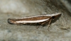 Dichomeris marginella 2