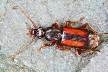 Polystichus connexus Copyright: Peter Harvey