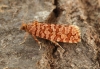 Lozotaeniodes formosana Copyright: Graham Ekins