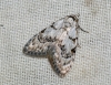 Least Black Arches 2